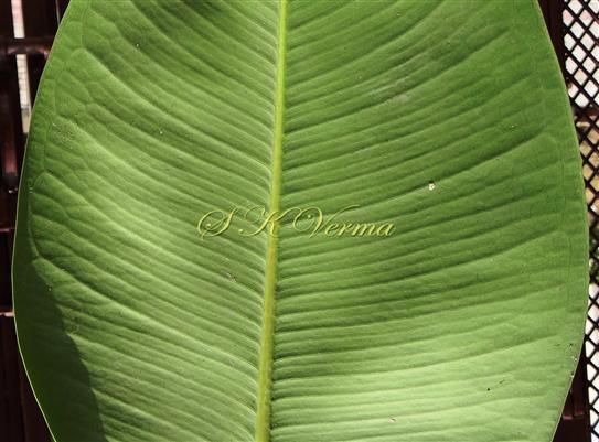  Leaf (Abaxial View)